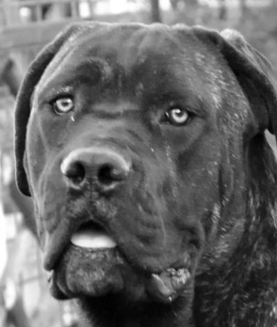 COPYRIGHT NKM DELL'ANTICO CERBERUS