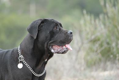NKMREALLY DELL'ANTICO CERBERUS