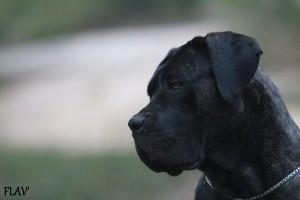 BLACKPRY DELL'ANTICO CERBERUS