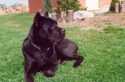 GRETA DELL'ANTICO CERBERUS
