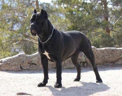 STELLA PANDORA CORONA BOREALIS