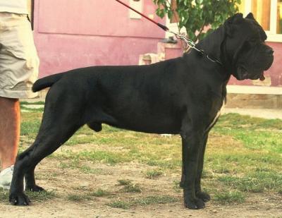 GINO CORSO IMPERIUM