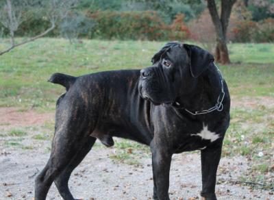 GIULIO CORSO IMPERIUM