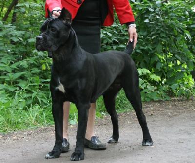 BLACK STAR WINNER AVIOL BEST