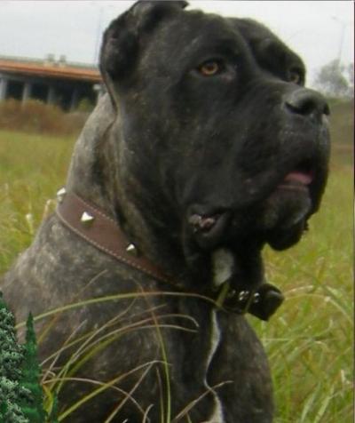 FERSANCHA MILTORO