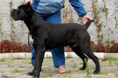 LINIA BLOURS KORSAR