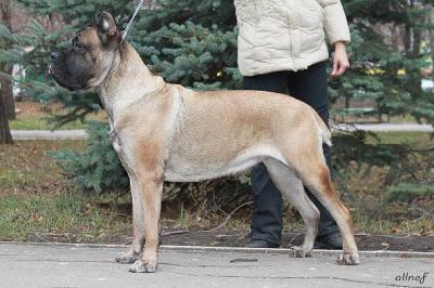 LINIA BLOURS PATRICIA