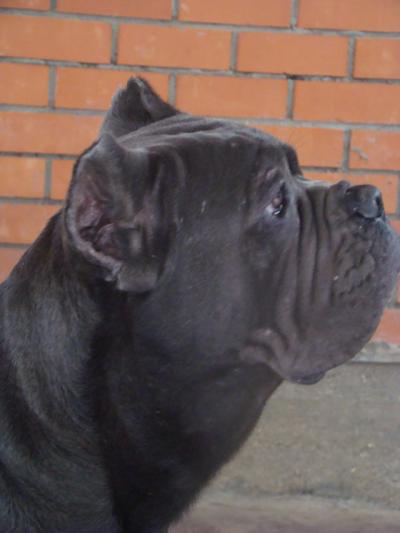 CHIZARO LORSS MISTER X
