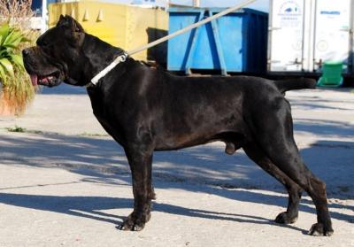 ARES
