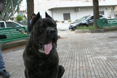JOE DEI MOLOSSI DELL'ANGRA