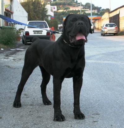 REGINELLA DEI MOLOSSI DELL'ANGRA
