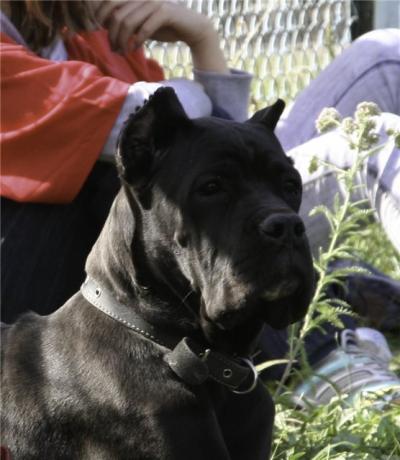 BERTA