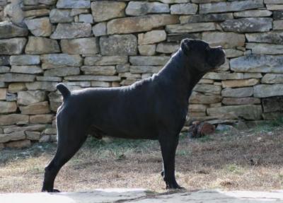 BLACK PEARL CORSO IMPERIUM