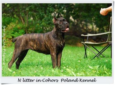 LIETA COHORS POLAND