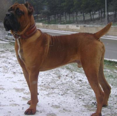 MISTERIUM CANE BERTRAN