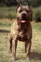 BORIS