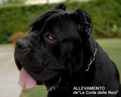 CESARE