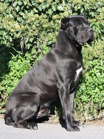 OSCAR