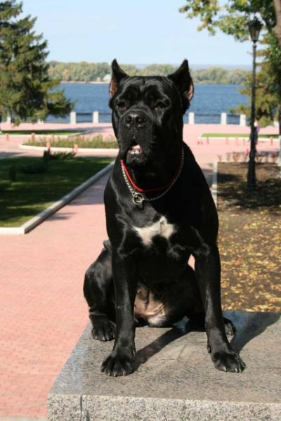 VERONA MASCOTTE DI SAN NICOLA STELLA CASCATA