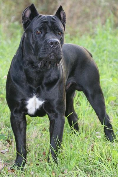 BLACK STAR WINNER ARISTOKRAT