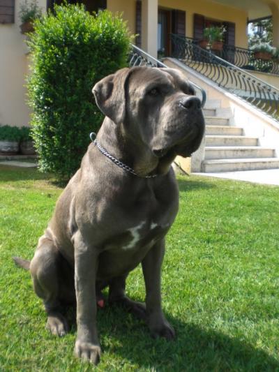 ACHILLE