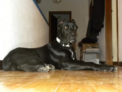 DEMETRA