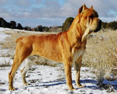 CASTLEGUARD'S CIRO