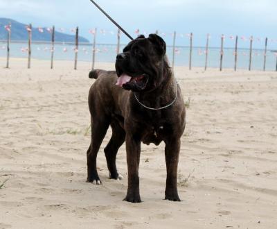 ACHILLE