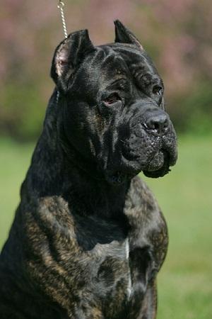 ILLARIO