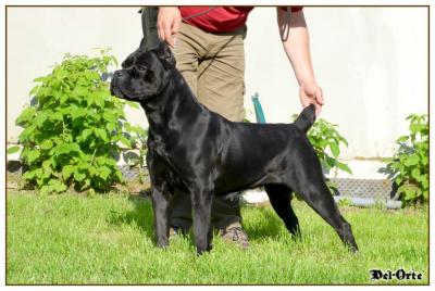 BLACK ANGEL DEL-ORTE