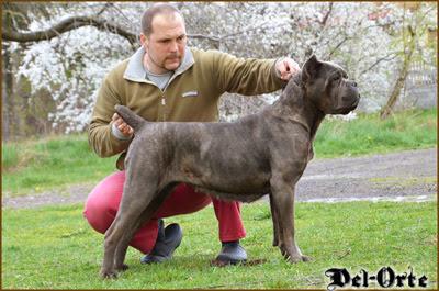 AMAZING GIRL DEL-ORTE