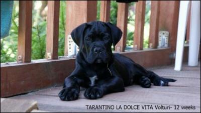 TARANTINO LA DOLCE VITA VOLTURI