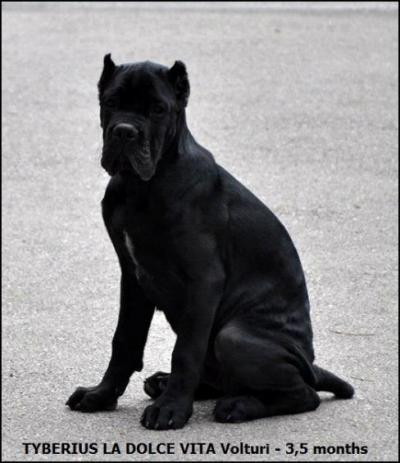 TYBERIUS LA DOLCE VITA VOLTURI