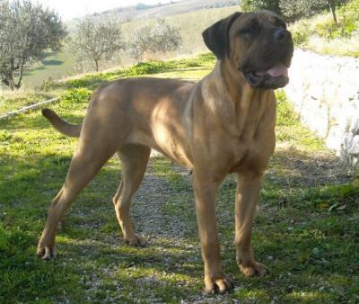 XENA