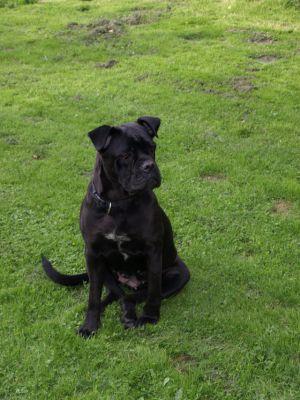 ROMY