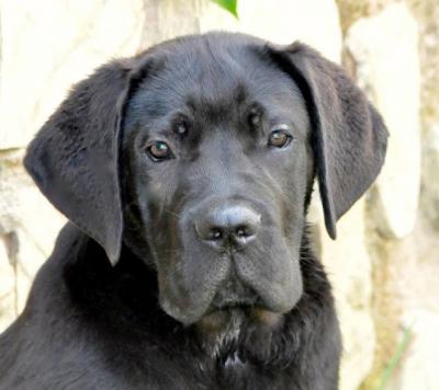 LOLA DEI MOLOSSI DELL'ANGRA