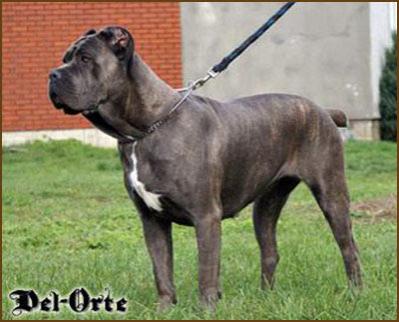 PRINCESSA DEL-ORTE