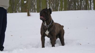 CASSIUS CLAY DEL-ORTE