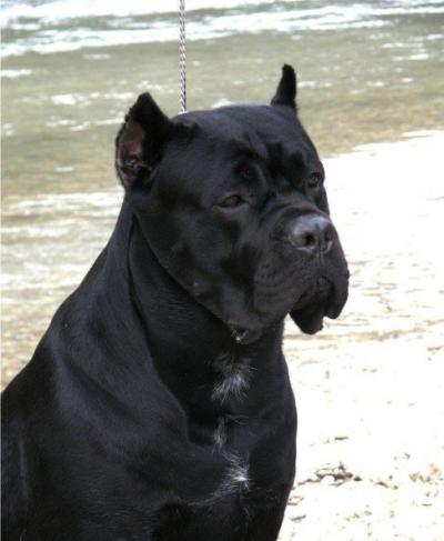 DORUS GUARDIANA