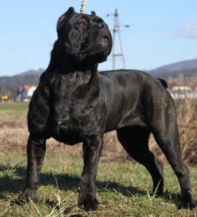 BUFERA GUARDIANA