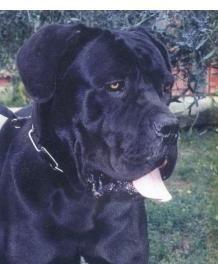 ZEUS