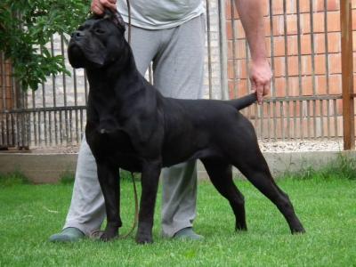 GUARDIANO DEGLI ANGELI QEISHA