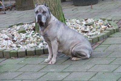 AKITA
