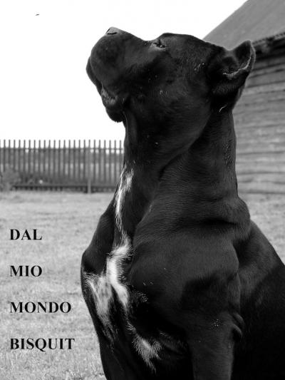 DAL MIO MONDO BISQUIT
