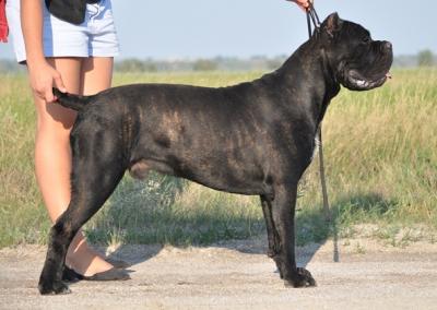 BODYGUARD LAND HERCULES