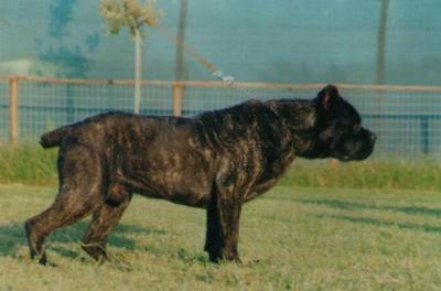 MORO