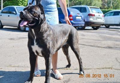 CANIS CELEBRI LANETTI