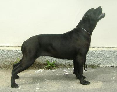 NOSTRE SPERANZE DAMIANA