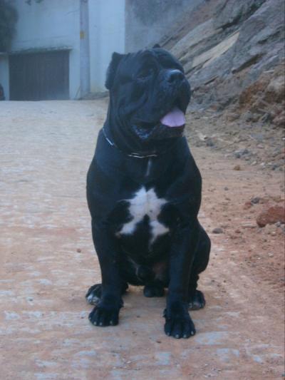 GOLIA DELL 'ANTICO CERBERUS