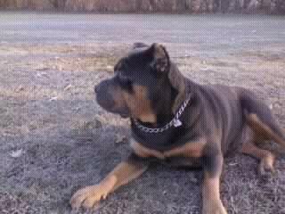 BEAR CREEK'S CHLOE